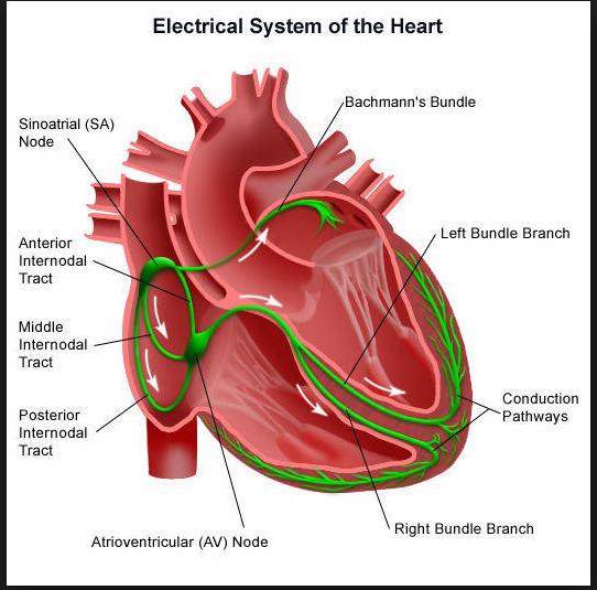 Kalp Elektrik Sistemi