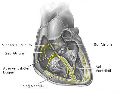 Kalp Elektrik Sistemi Anatomisi